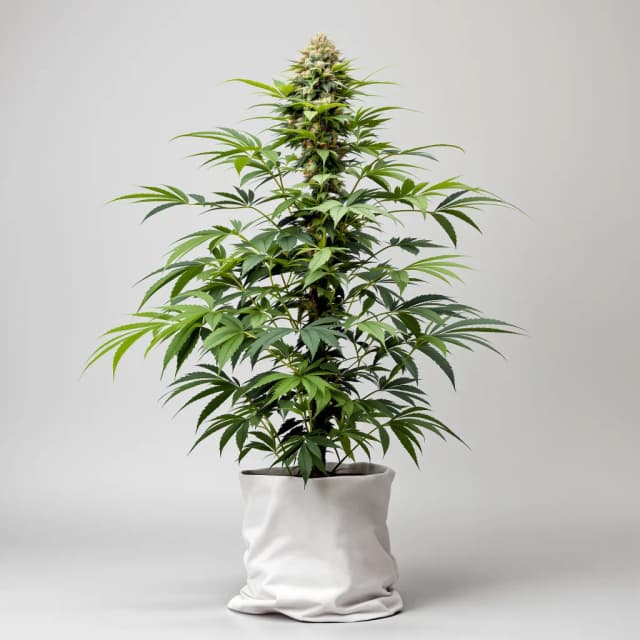Embalaje de semillas de cannabis Pakistani Chitral Kush — Royal King Seeds España