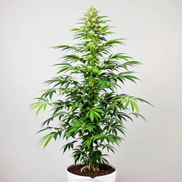 Embalaje de semillas de cannabis Panama — Royal King Seeds España