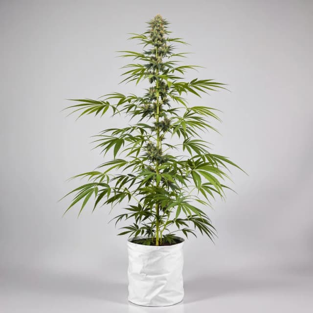 Embalaje de semillas de cannabis Panama Red — Royal King Seeds España