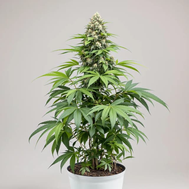 Embalaje de semillas de cannabis Papa's OG — Royal King Seeds España