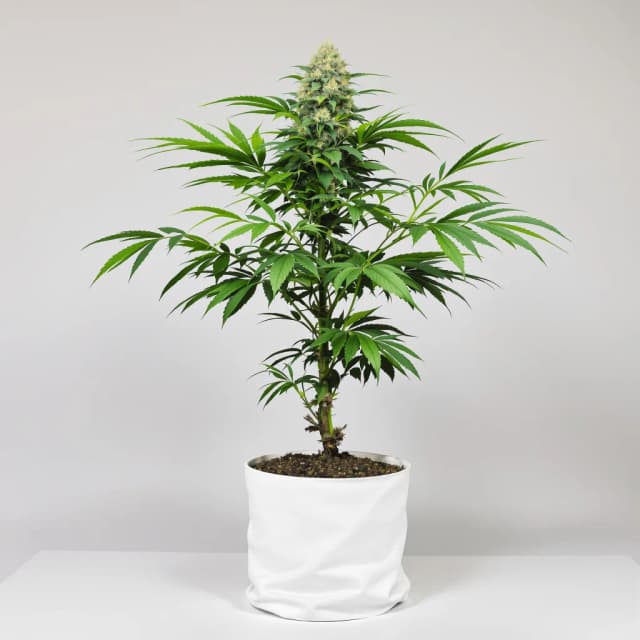 Embalaje de semillas de cannabis Papaya Cookies — Royal King Seeds España