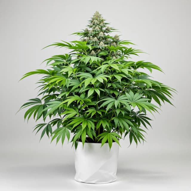 Embalaje de semillas de cannabis Papaya Cookies — Royal King Seeds España