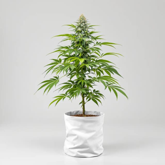 Embalaje de semillas de cannabis Peanut Butter Breath — Royal King Seeds España