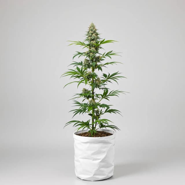 Embalaje de semillas de cannabis Peanut Butter Gelato — Royal King Seeds España