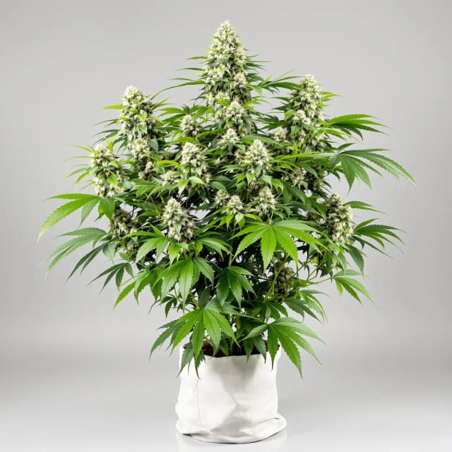 Embalaje de semillas de cannabis Pennywise CBD — Royal King Seeds España