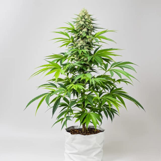 Embalaje de semillas de cannabis Peyote Gorilla — Royal King Seeds España