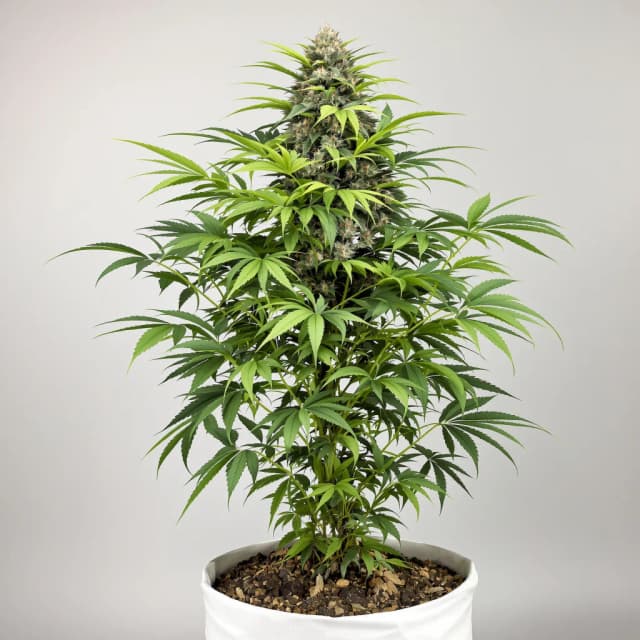 Embalaje de semillas de cannabis Pez — Royal King Seeds España