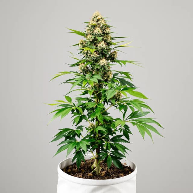 Embalaje de semillas de cannabis Phantom Cookies — Royal King Seeds España