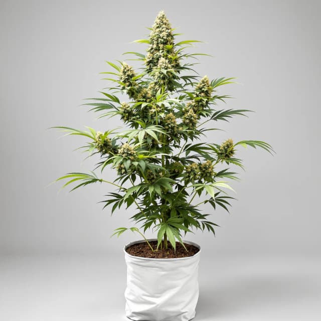 Embalaje de semillas de cannabis Phantom Cookies — Royal King Seeds España