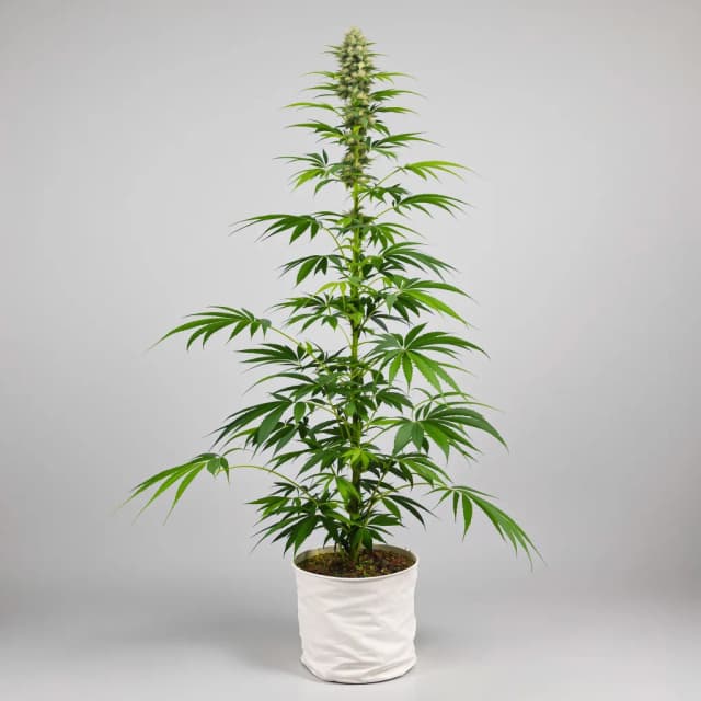 Embalaje de semillas de cannabis Pine — Royal King Seeds España