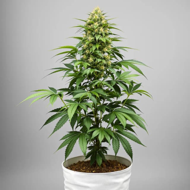 Embalaje de semillas de cannabis Pine Tar Kush — Royal King Seeds España