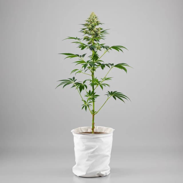 Embalaje de semillas de cannabis Pineapple — Royal King Seeds España