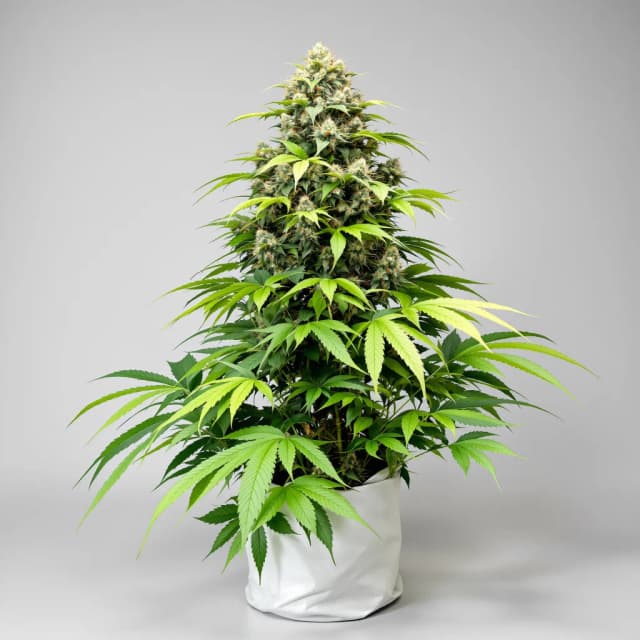 Embalaje de semillas de cannabis Pineapple Chunk — Royal King Seeds España