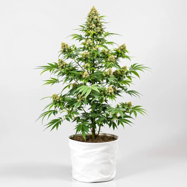 Embalaje de semillas de cannabis Pineapple Diesel — Royal King Seeds España
