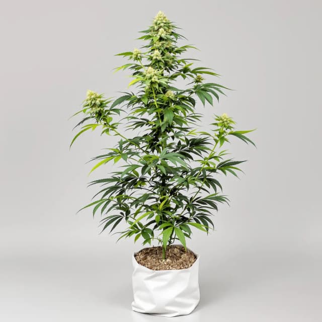 Embalaje de semillas de cannabis Pineapple — Royal King Seeds España