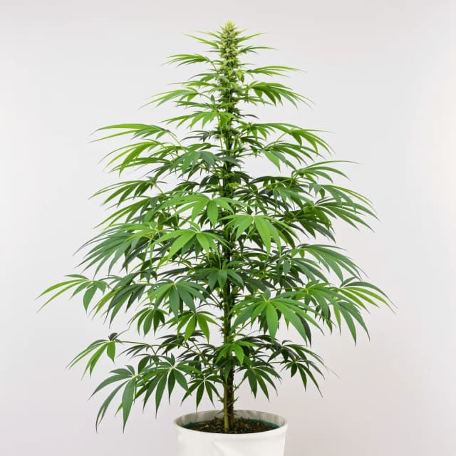 Embalaje de semillas de cannabis Pineapple Haze — Royal King Seeds España