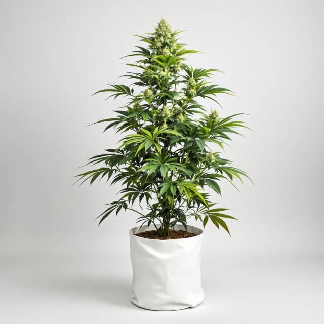 Embalaje de semillas de cannabis Pineapple Kush — Royal King Seeds España