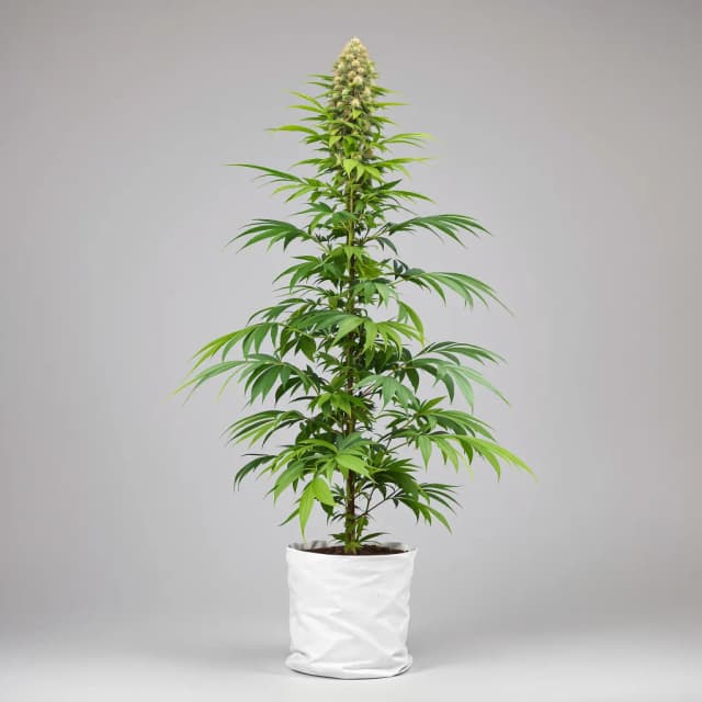 Embalaje de semillas de cannabis Pineapple Mayhem — Royal King Seeds España
