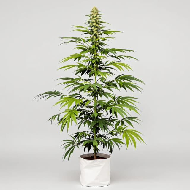 Embalaje de semillas de cannabis Pineapple Mayhem — Royal King Seeds España