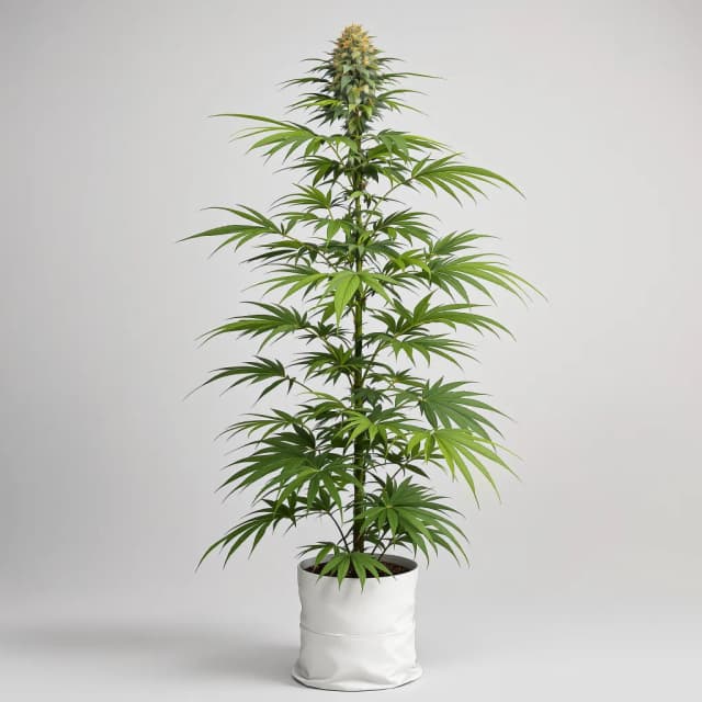 Embalaje de semillas de cannabis Pineapple Thai — Royal King Seeds España