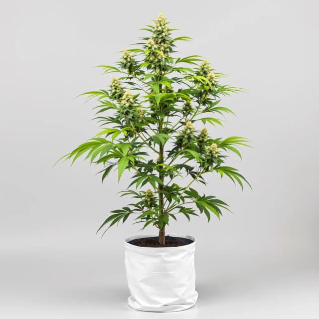 Embalaje de semillas de cannabis Pink Mango — Royal King Seeds España