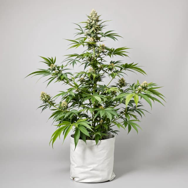 Embalaje de semillas de cannabis Pink Runtz — Royal King Seeds España