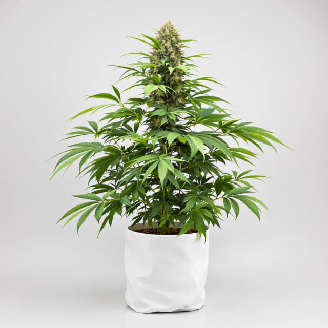 Embalaje de semillas de cannabis Pinkman Goo — Royal King Seeds España