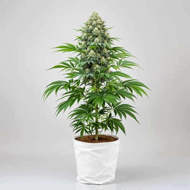 Embalaje de semillas de cannabis Pitbull Pit — Royal King Seeds España