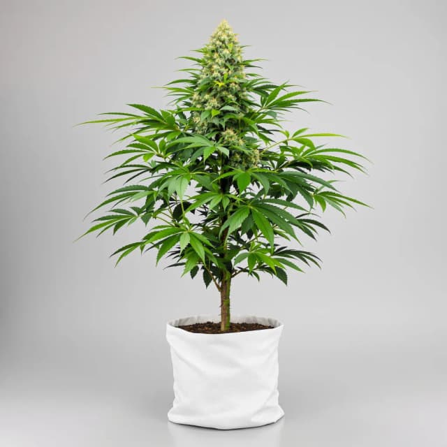 Embalaje de semillas de cannabis Platinum Bubba Kush — Royal King Seeds España