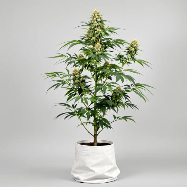 Embalaje de semillas de cannabis Platinum GSC — Royal King Seeds España