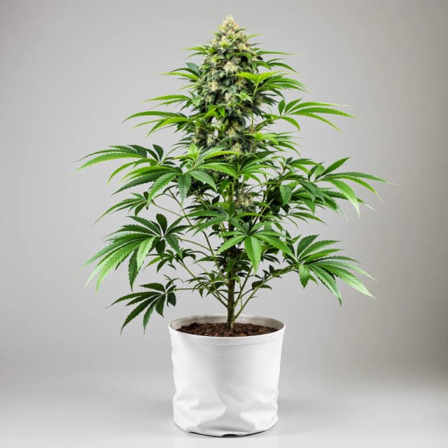 Embalaje de semillas de cannabis Platinum Kush — Royal King Seeds España