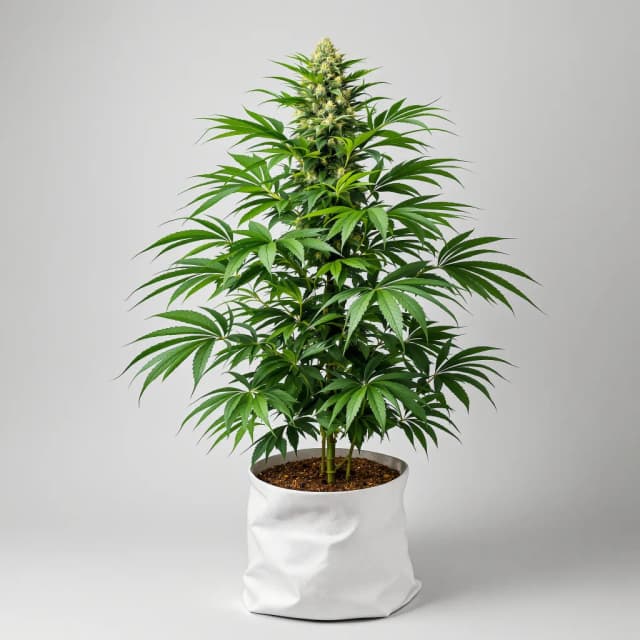Embalaje de semillas de cannabis Platinum Purple Kush — Royal King Seeds España