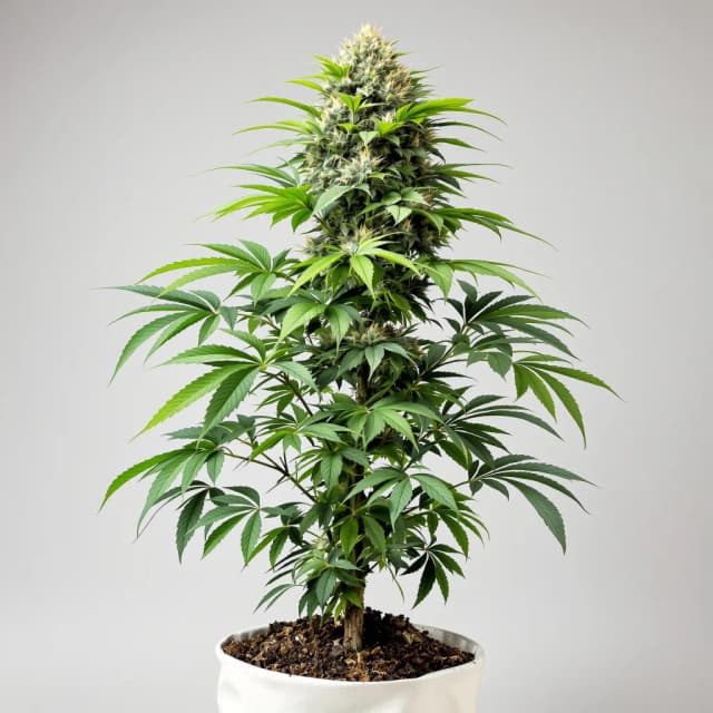 Embalaje de semillas de cannabis Pluto Kush — Royal King Seeds España