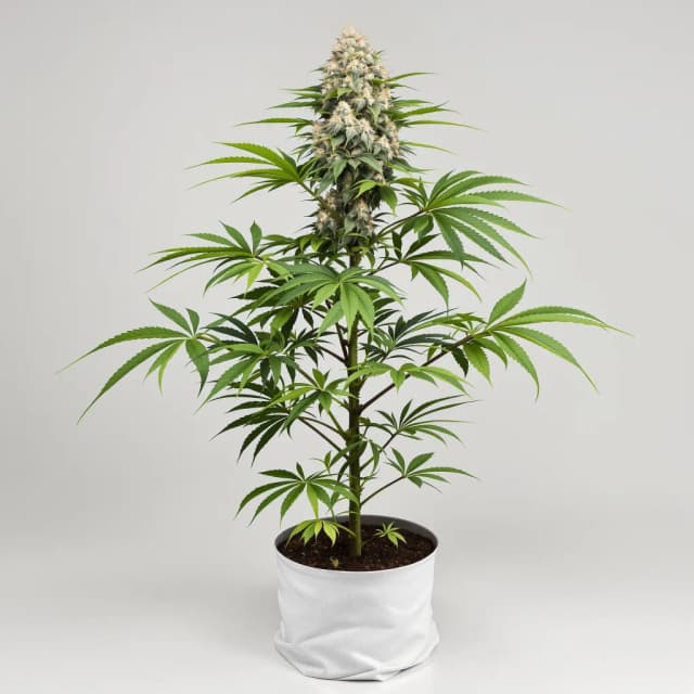 Embalaje de semillas de cannabis Pluto Kush — Royal King Seeds España