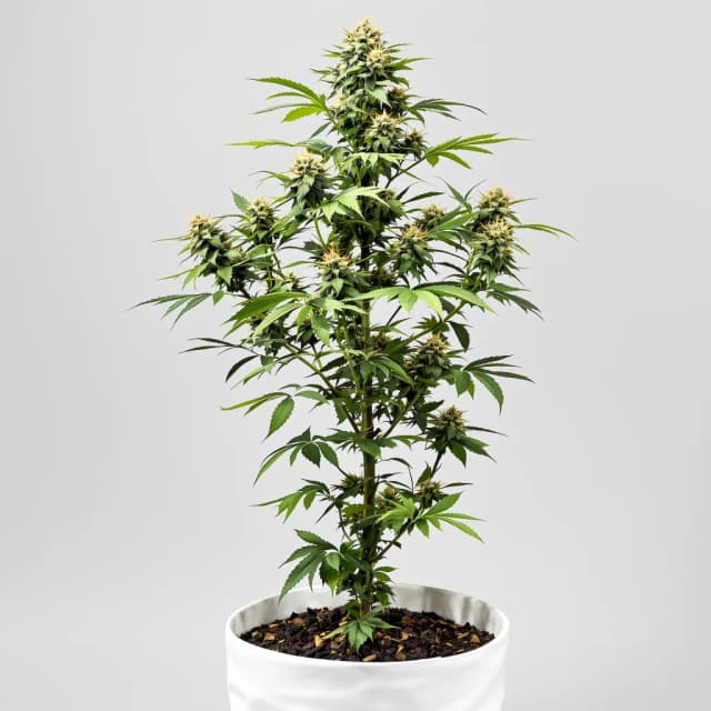 Embalaje de semillas de cannabis Pop Rox — Royal King Seeds España