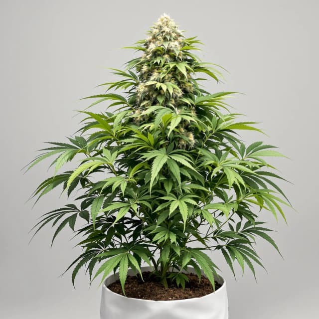 Embalaje de semillas de cannabis Popcorn Kush — Royal King Seeds España
