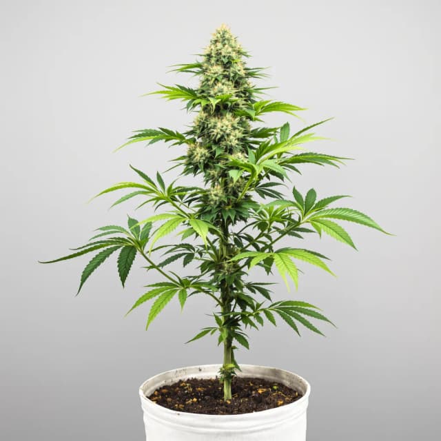 Embalaje de semillas de cannabis Power Kush — Royal King Seeds España