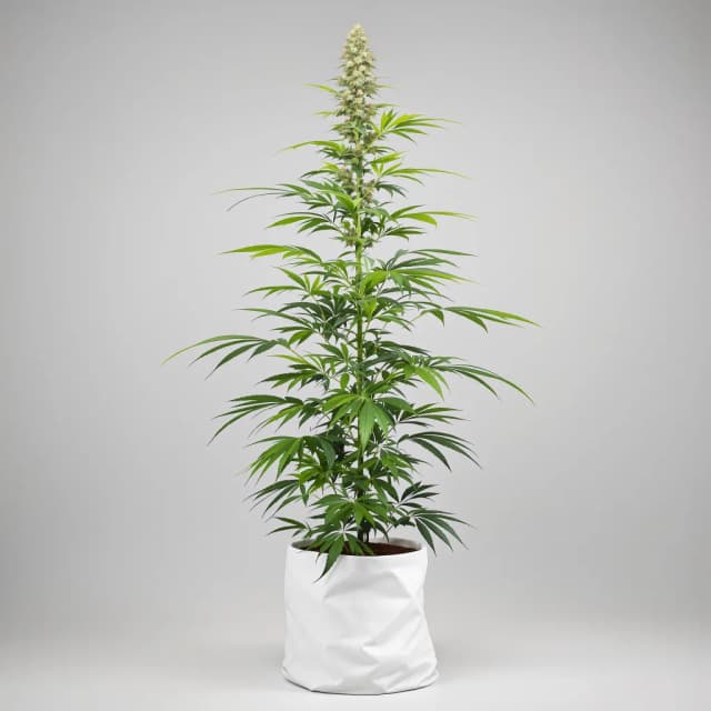 Embalaje de semillas de cannabis Power Plant — Royal King Seeds España