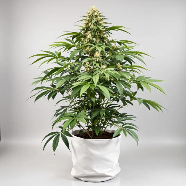 Embalaje de semillas de cannabis Pre-98 Bubba Kush — Royal King Seeds España