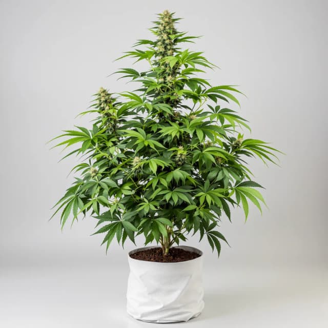 Embalaje de semillas de cannabis Presidential OG — Royal King Seeds España