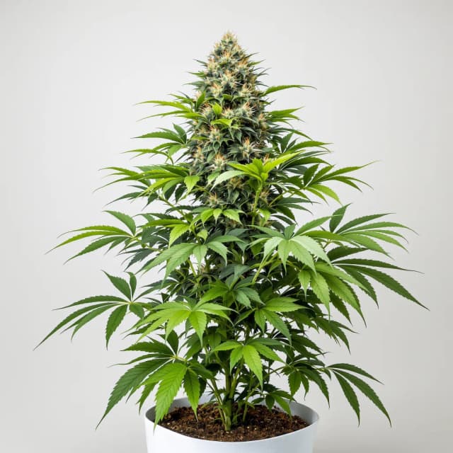 Embalaje de semillas de cannabis Primus — Royal King Seeds España