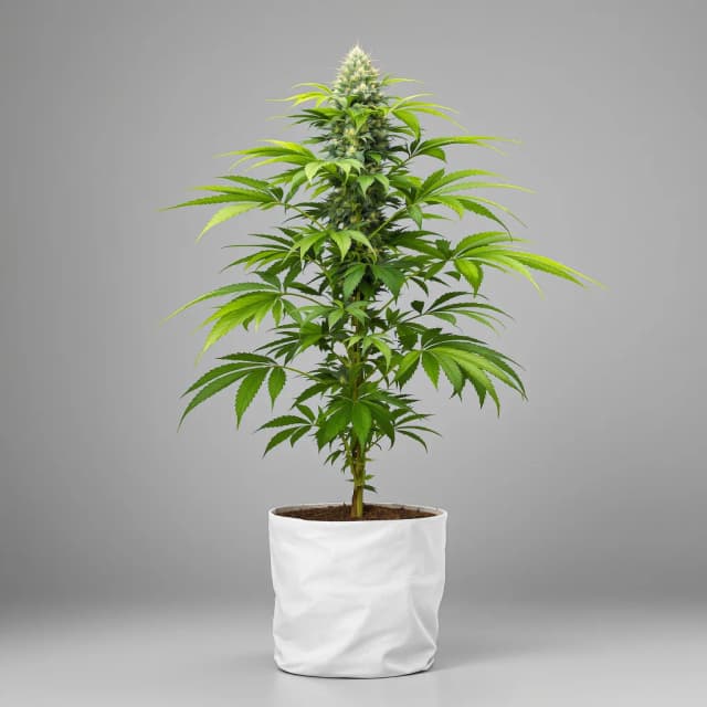 Embalaje de semillas de cannabis Pure Afghan — Royal King Seeds España