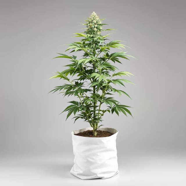 Embalaje de semillas de cannabis Pure Love — Royal King Seeds España