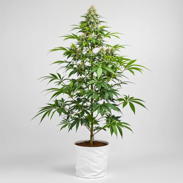 Embalaje de semillas de cannabis Pure Love — Royal King Seeds España