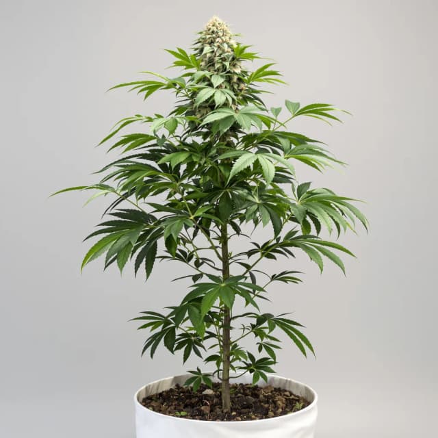 Embalaje de semillas de cannabis Pure OG — Royal King Seeds España