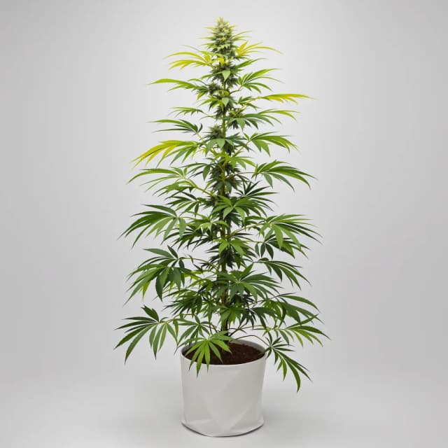 Embalaje de semillas de cannabis Pure Power Plant — Royal King Seeds España