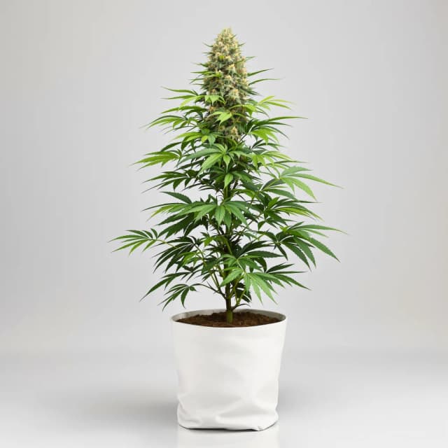 Embalaje de semillas de cannabis Purple Afghani — Royal King Seeds España
