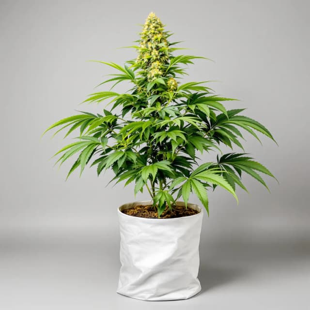 Embalaje de semillas de cannabis Purple Arrow — Royal King Seeds España