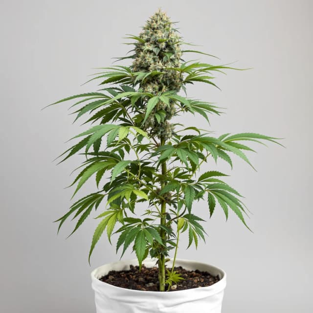 Embalaje de semillas de cannabis Purple Berry — Royal King Seeds España