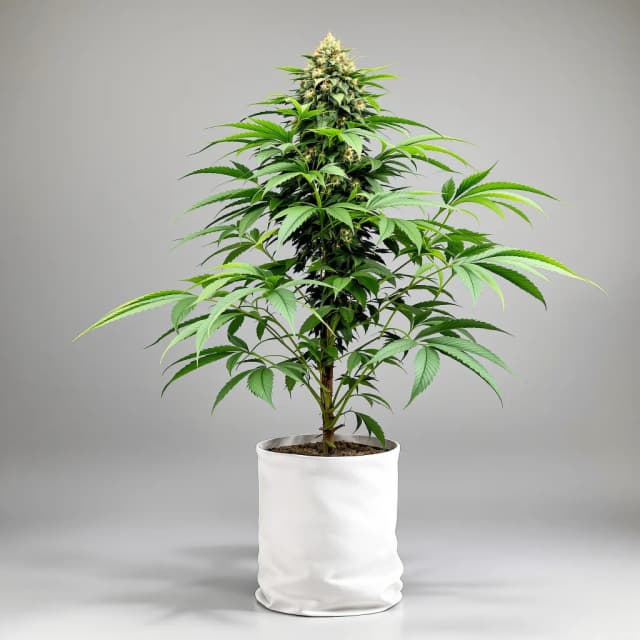Embalaje de semillas de cannabis Purple Berry — Royal King Seeds España
